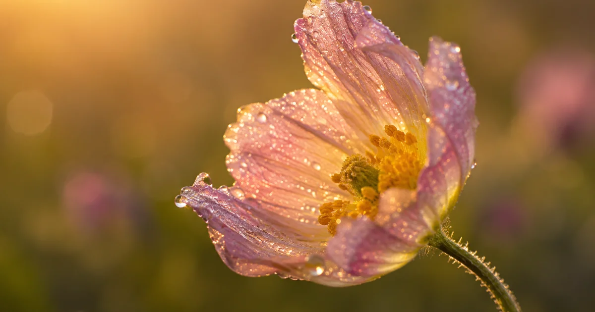 Macro photography: revealing the beauty of small details